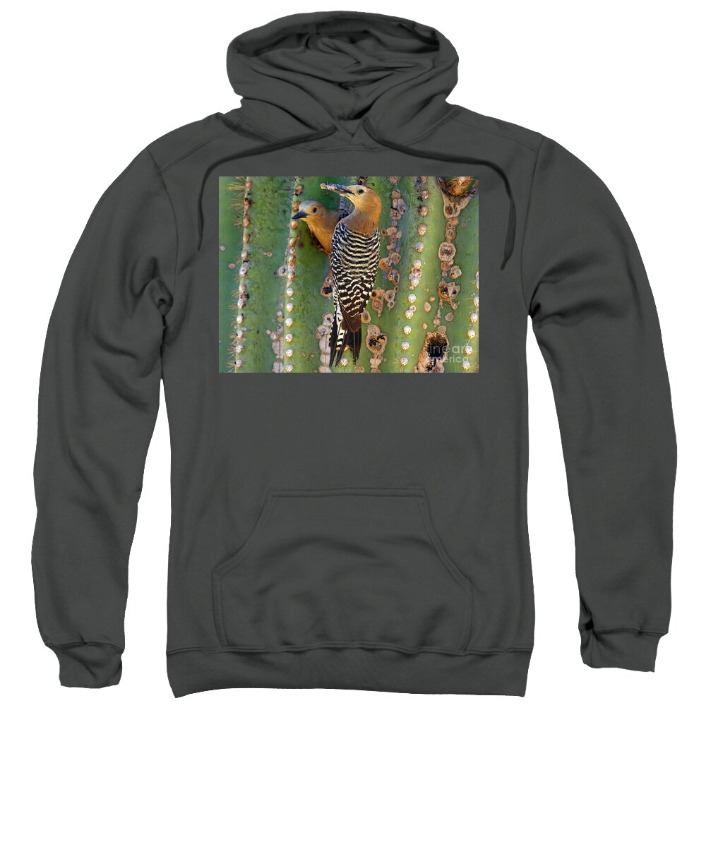 Cactus Sweatshirt featuring the photograph Here's lunch by Bob Hislop