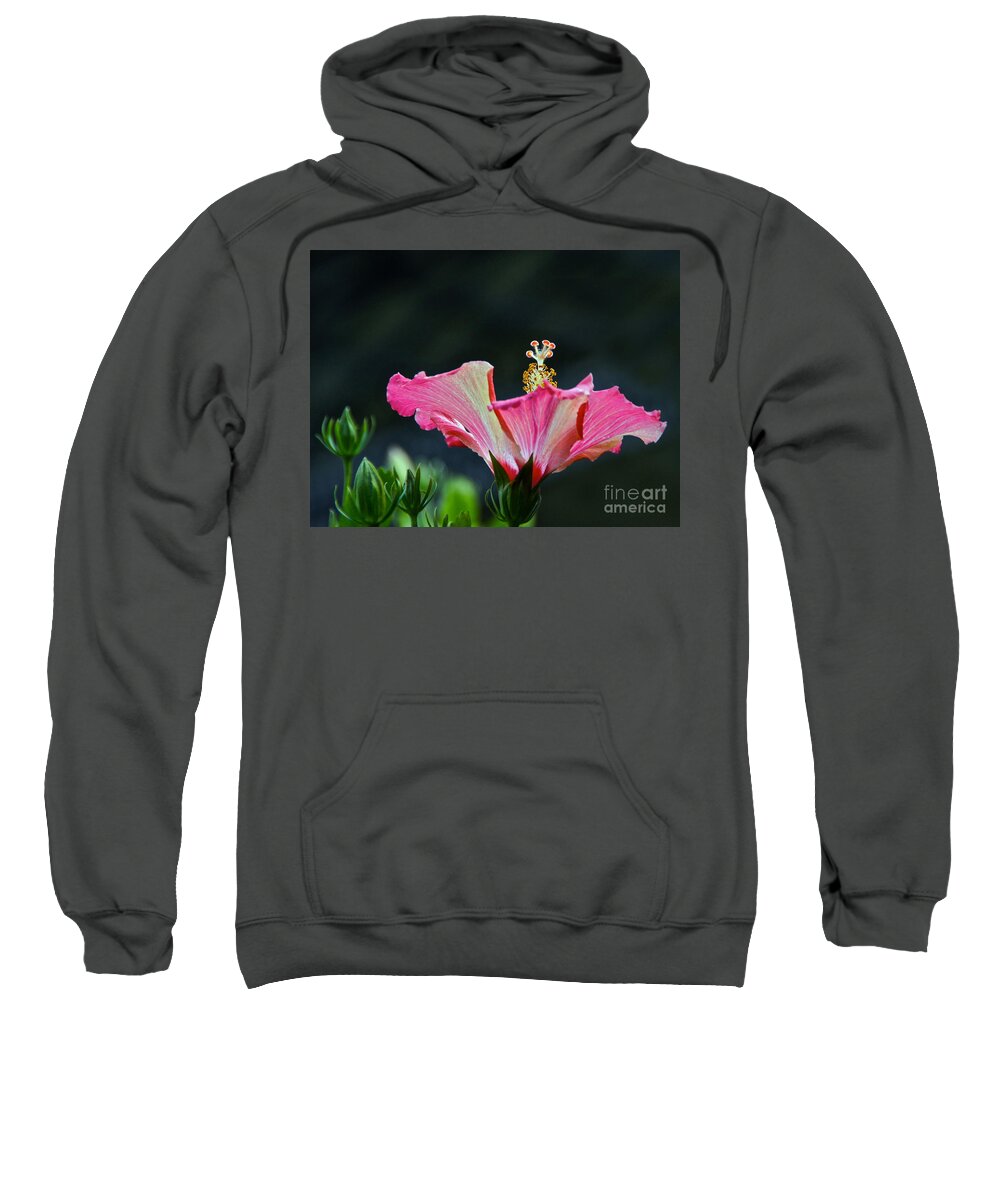 Red White Gold Green Hibiscus Blossom And Bud Sweatshirt featuring the photograph High Speed Hibiscus Flower by Byron Varvarigos