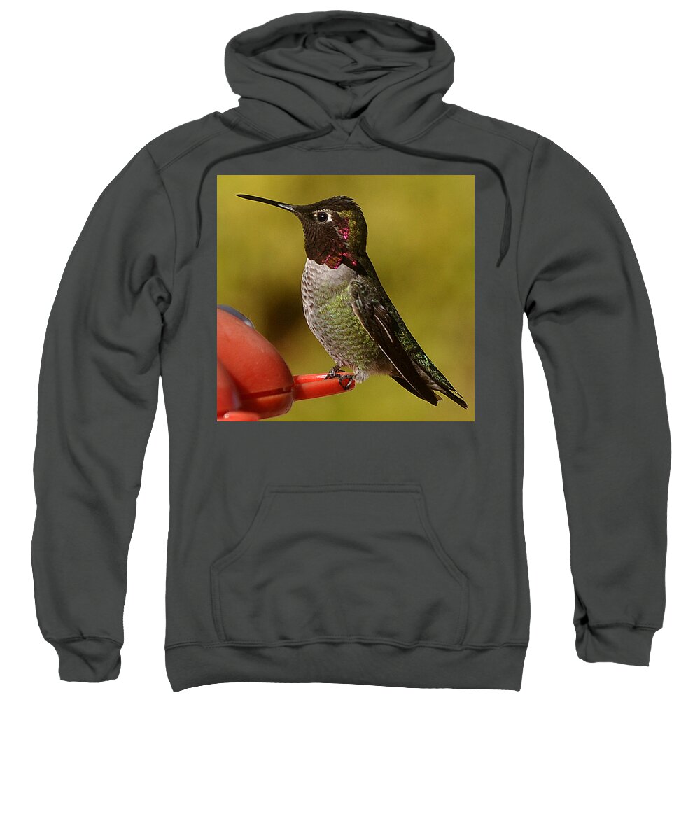 Hummingbird Sweatshirt featuring the photograph Hummingbird Male Allan by Jay Milo