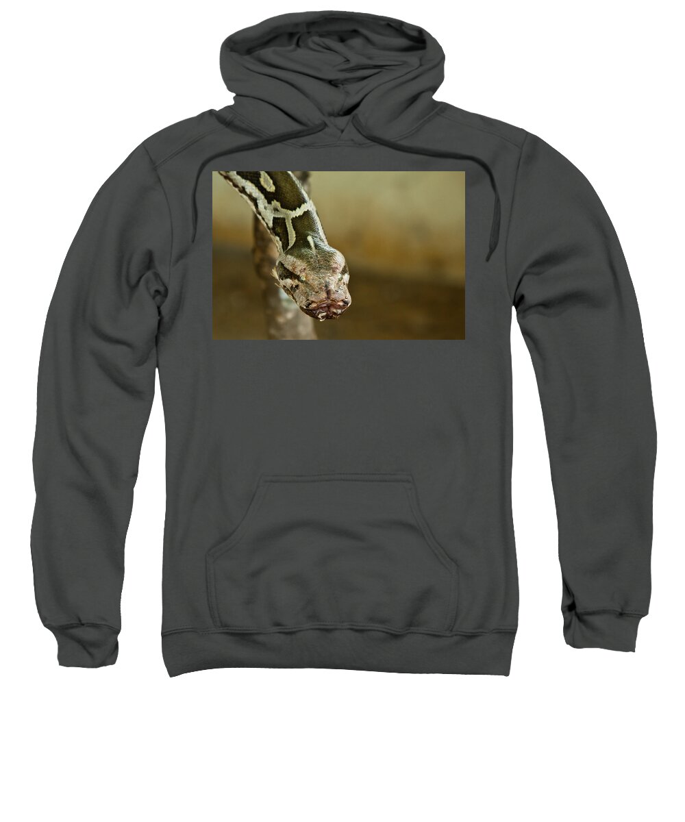 Shimoga Sweatshirt featuring the photograph Indian Python by SAURAVphoto Online Store