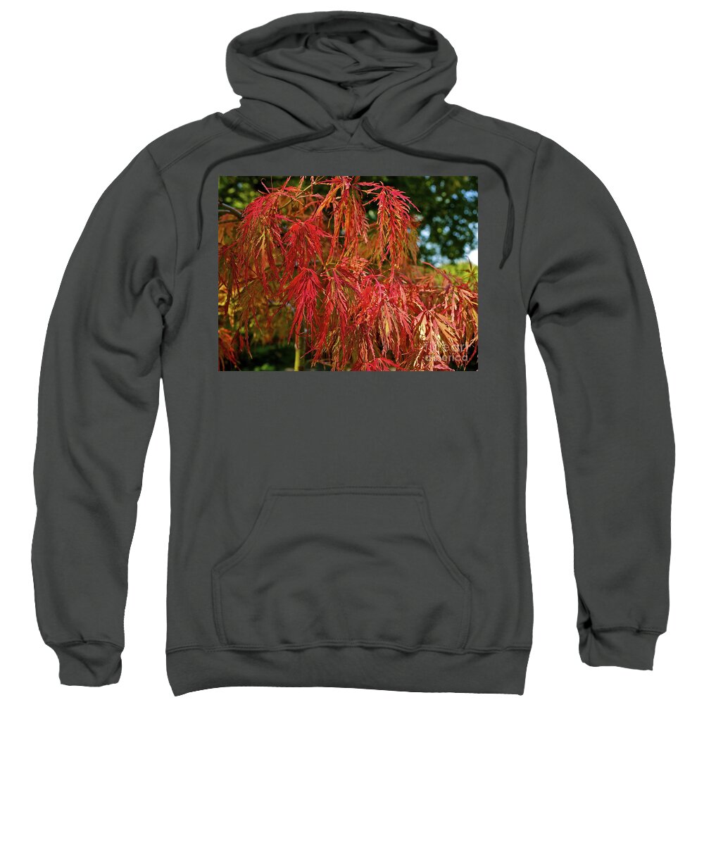 Tree Sweatshirt featuring the photograph Japanese Maple by Linda Bianic