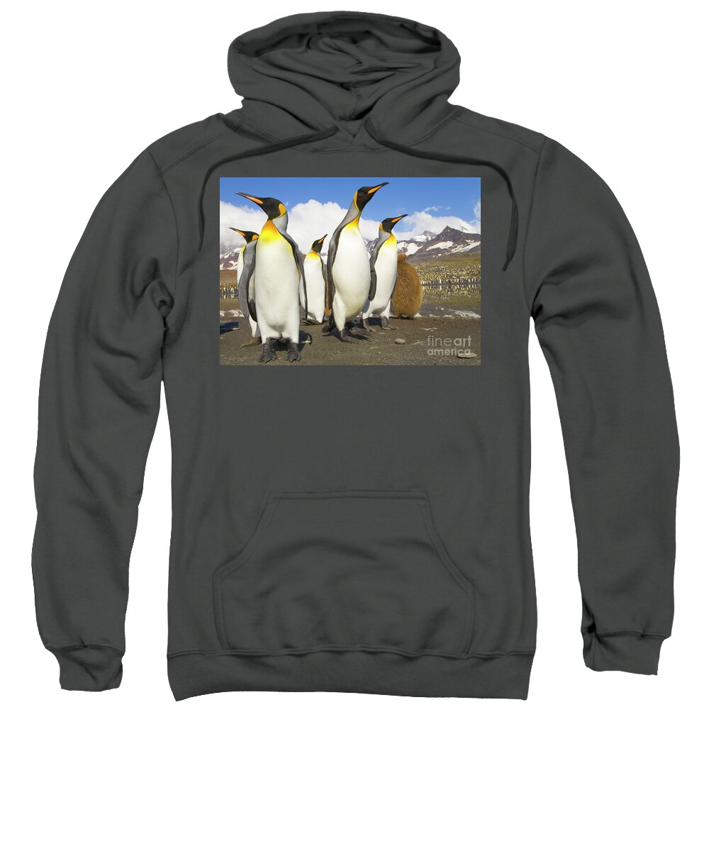 00345347 Sweatshirt featuring the photograph King Penguins At St Andrews Bay by Yva Momatiuk and John Eastcott
