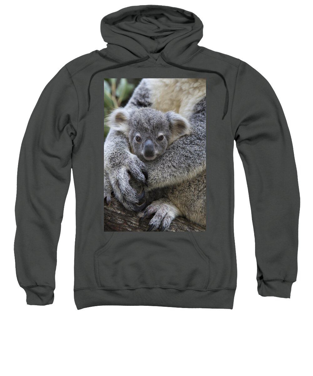 Feb0514 Sweatshirt featuring the photograph Koala Joey In Mothers Arms Australia by Suzi Eszterhas