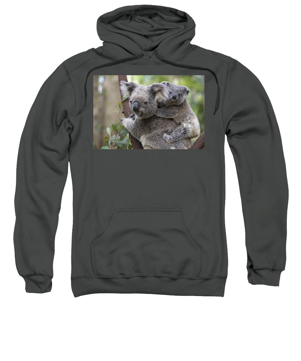 Feb0514 Sweatshirt featuring the photograph Koala Joey On Mothers Back Australia by Suzi Eszterhas