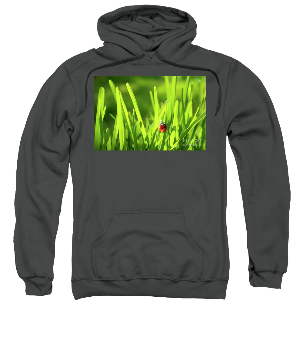 Autumn Sweatshirt featuring the photograph Ladybug in Grass by Carlos Caetano