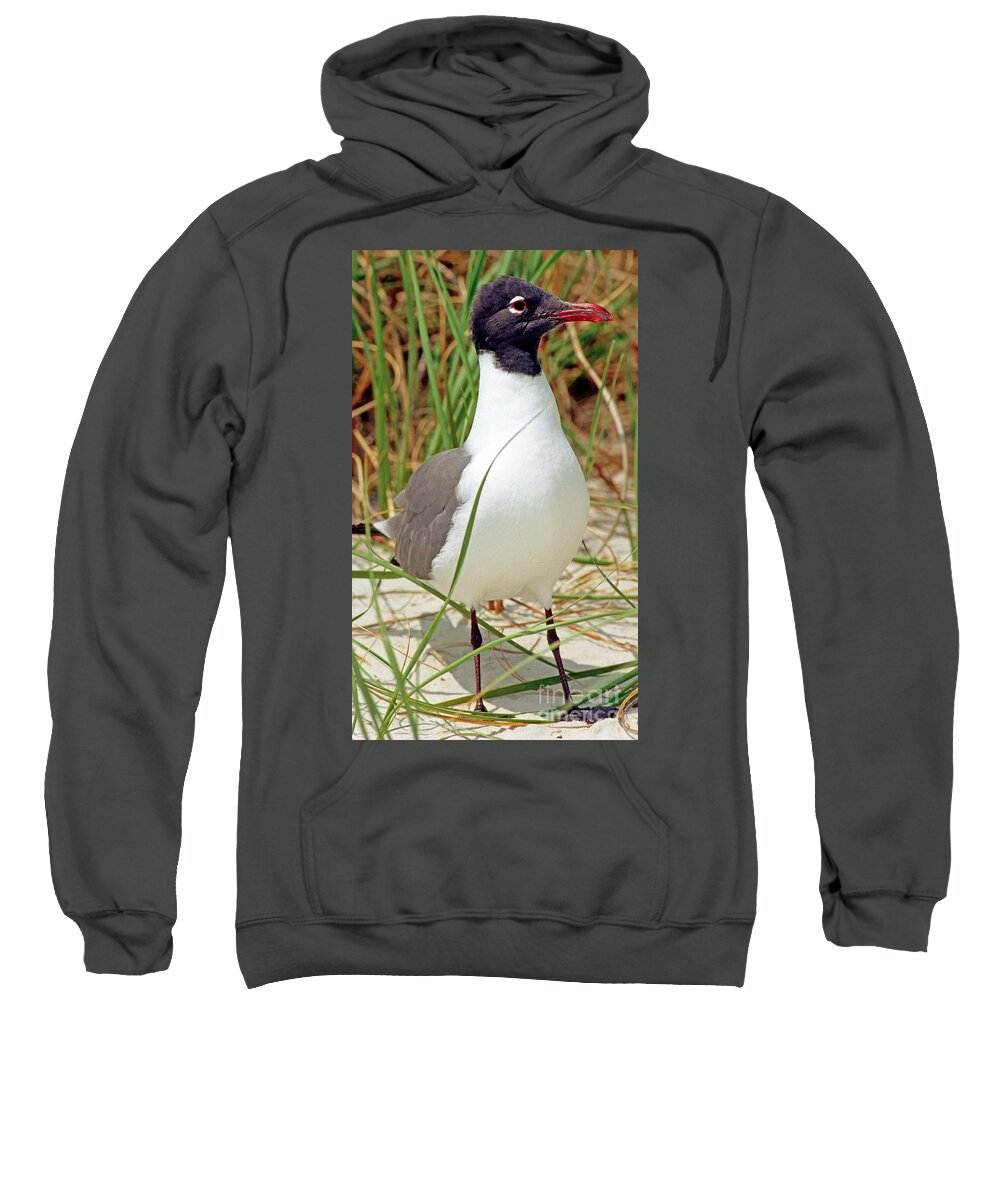 Fauna Sweatshirt featuring the photograph Laughing Gull by Millard H. Sharp