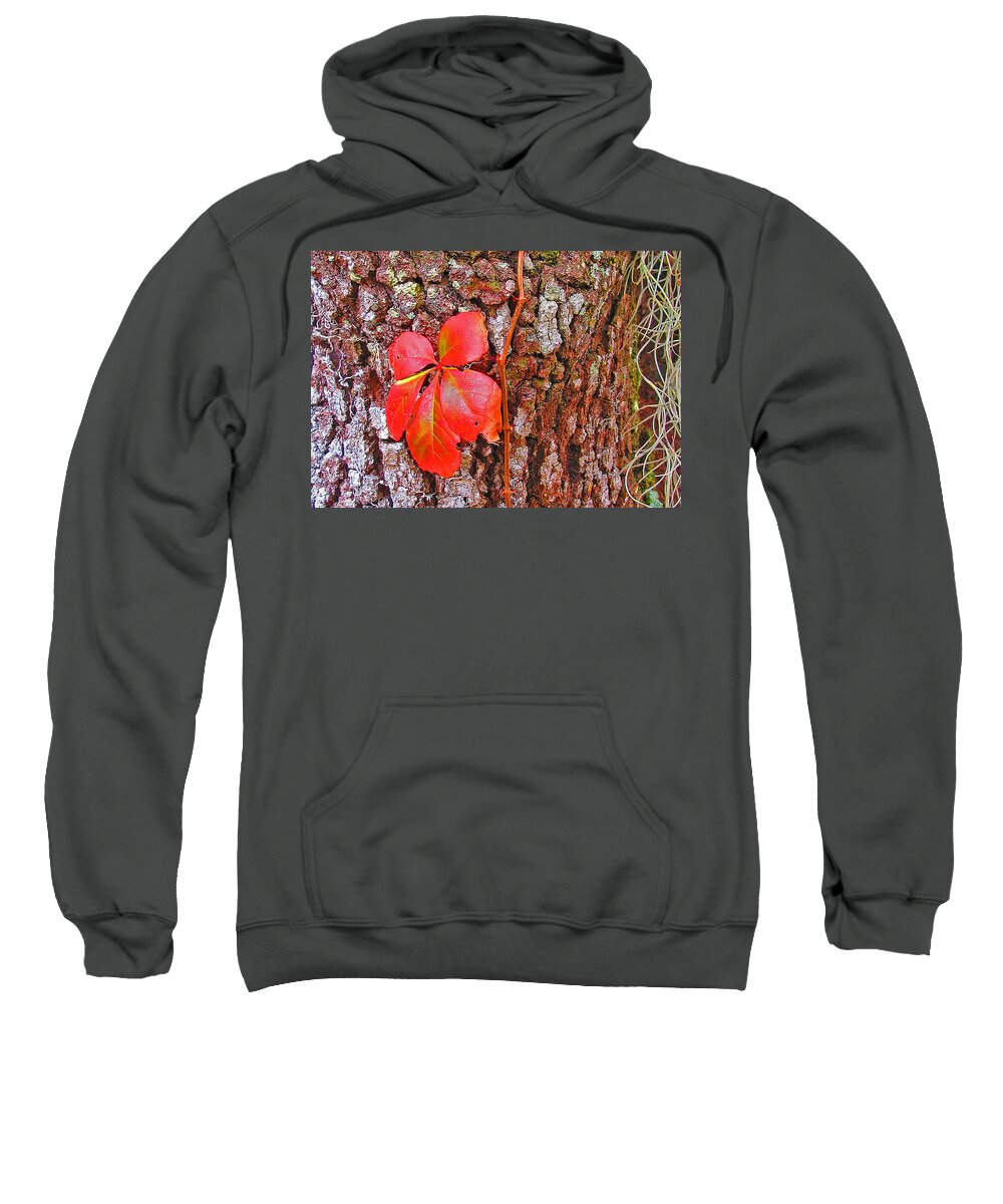 Leaf Sweatshirt featuring the photograph Leaf by Dart Humeston