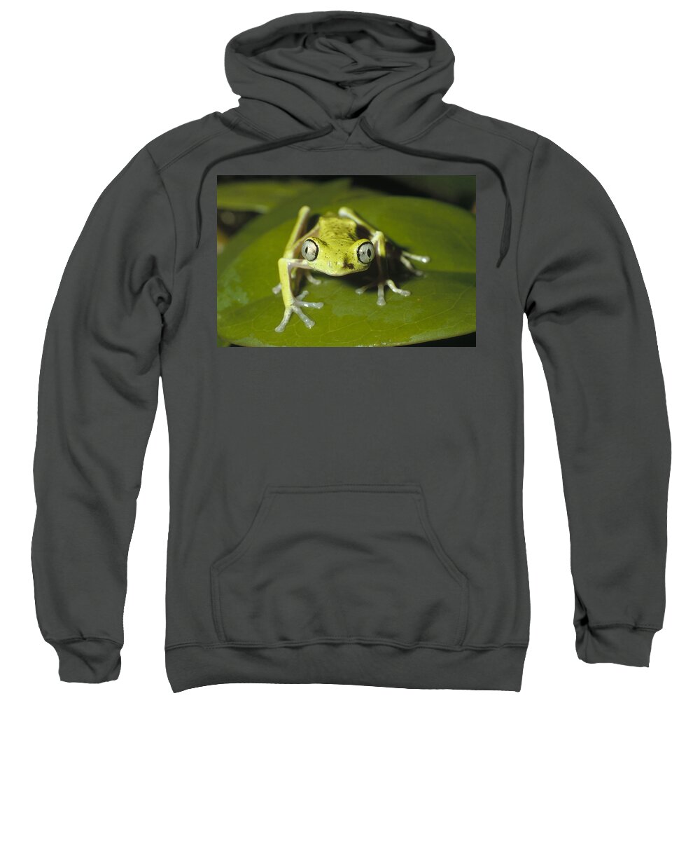 Feb0514 Sweatshirt featuring the photograph Lemur Frog Monteverde Costa Rica by Konrad Wothe