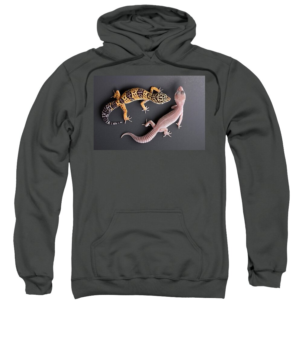 Common Leopard Gecko Sweatshirt featuring the photograph Leopard Gecko E. Macularius Collection by David Kenny