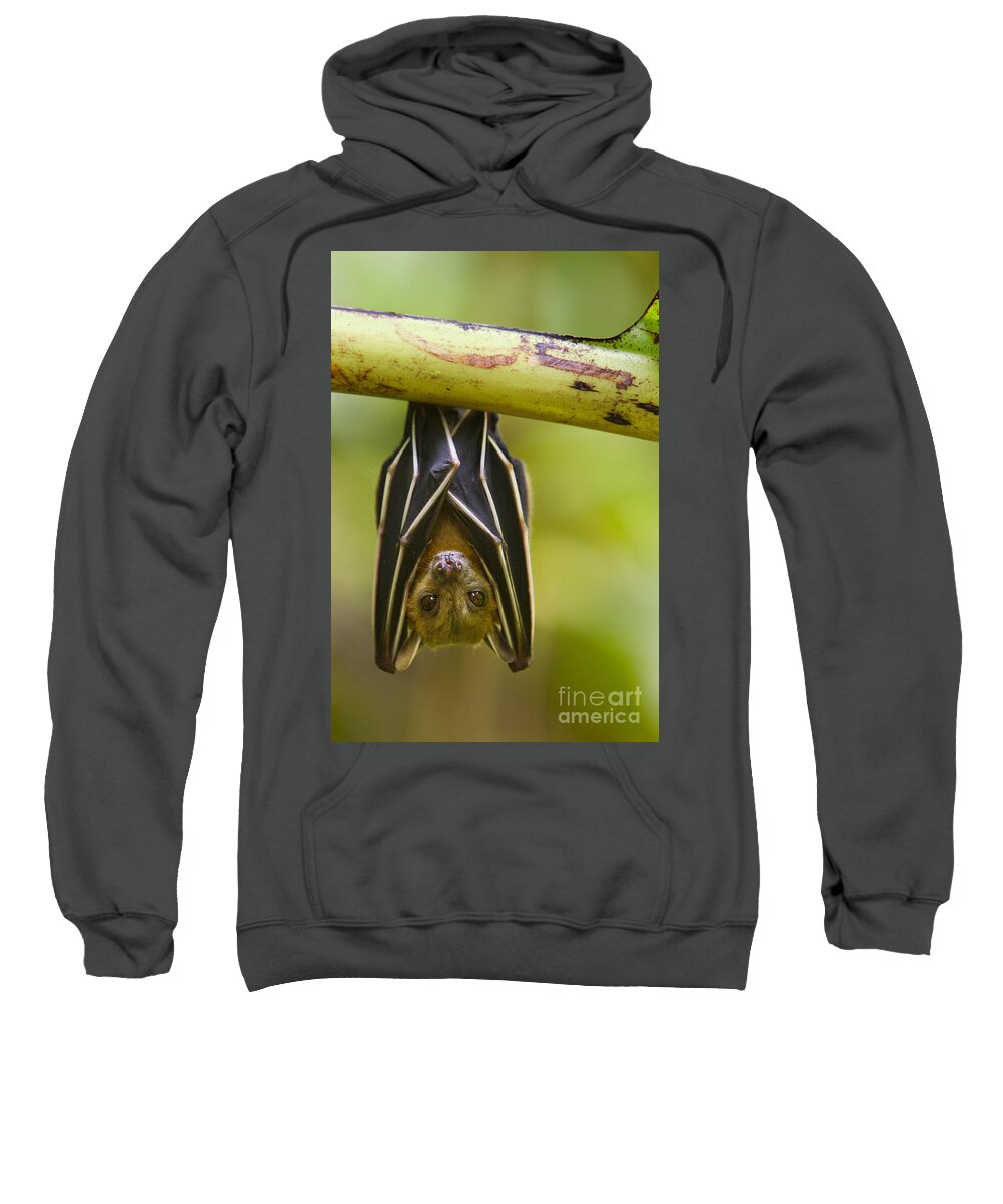 Feb0514 Sweatshirt featuring the photograph Lesser Short-nosed Fruit Bat Roosting by Sebastian Kennerknecht