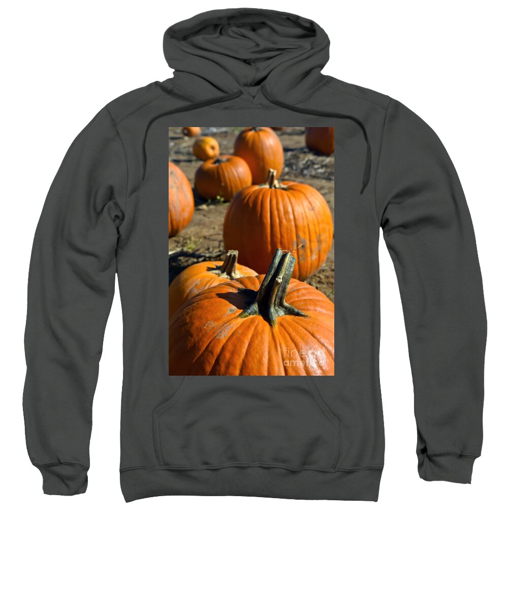 Field Sweatshirt featuring the photograph Line of Pumpkin by PatriZio M Busnel