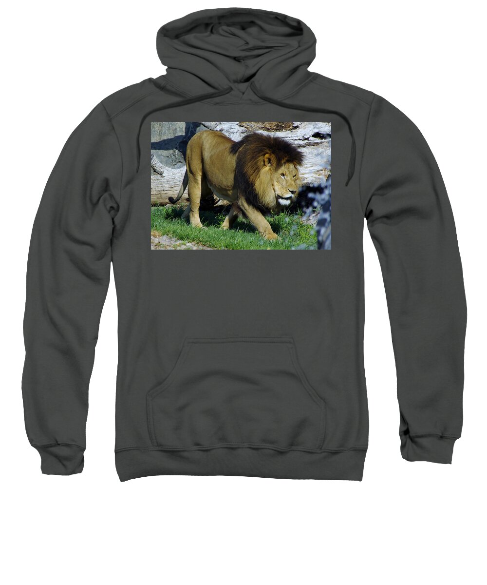 Lions Tigers And Bears Sweatshirt featuring the photograph Lion 1 by Phyllis Spoor