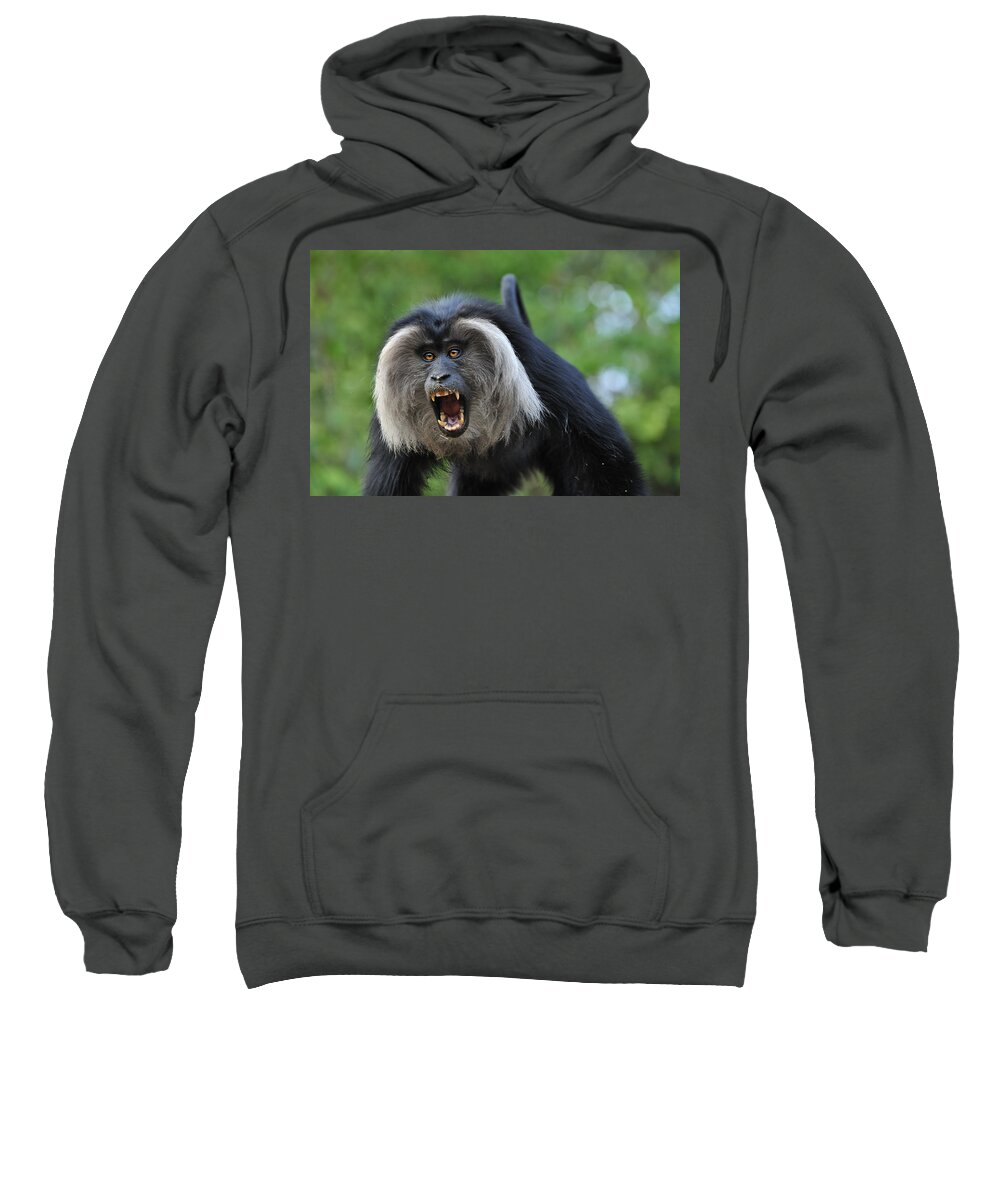 Thomas Marent Sweatshirt featuring the photograph Lion-tailed Macaque Threat Display India by Thomas Marent