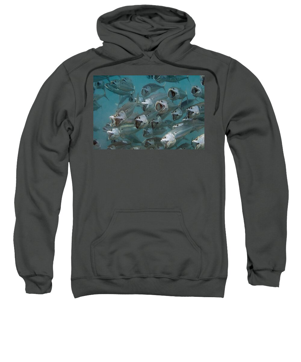 Nis Sweatshirt featuring the photograph Long-jawed Mackerel Foraging Red Sea by Dray van Beeck