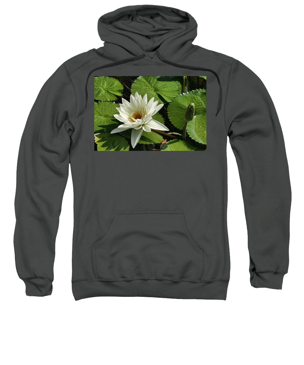 Waterlily Sweatshirt featuring the photograph Magnificent White Water Lily by Kathy Clark