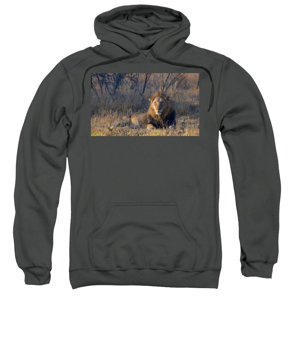 Africa Sweatshirt featuring the photograph Male Lion Resting at Kruger by Jeff at JSJ Photography