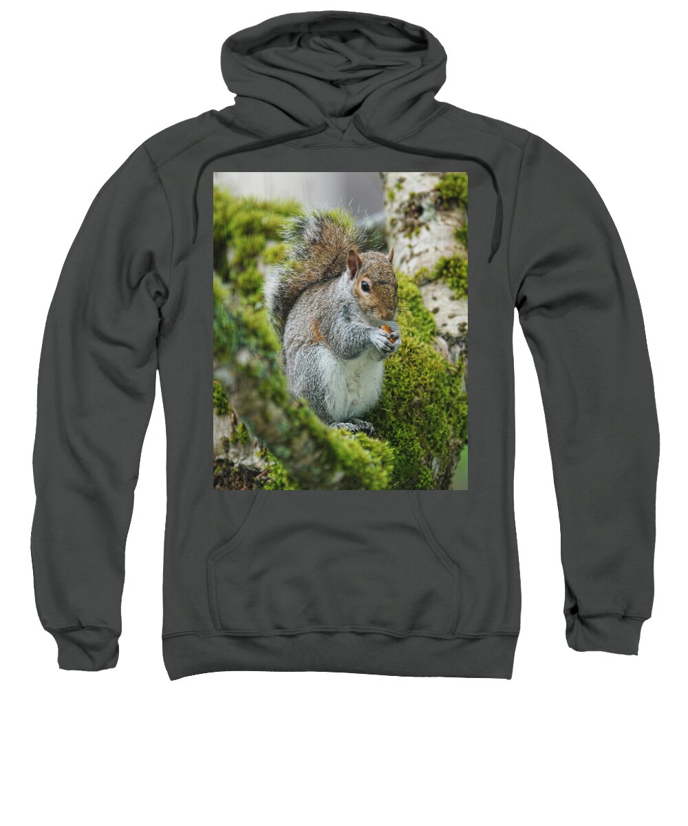 Squirrel Sweatshirt featuring the photograph Man this is good by Ron Roberts