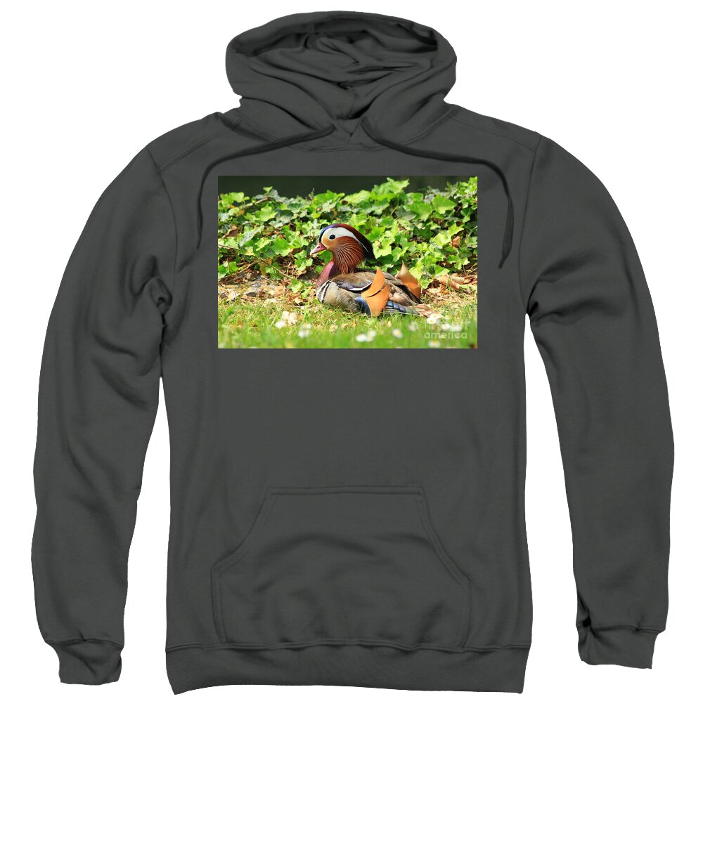 Animal Sweatshirt featuring the photograph Mandarin Duck in the grass by Amanda Mohler