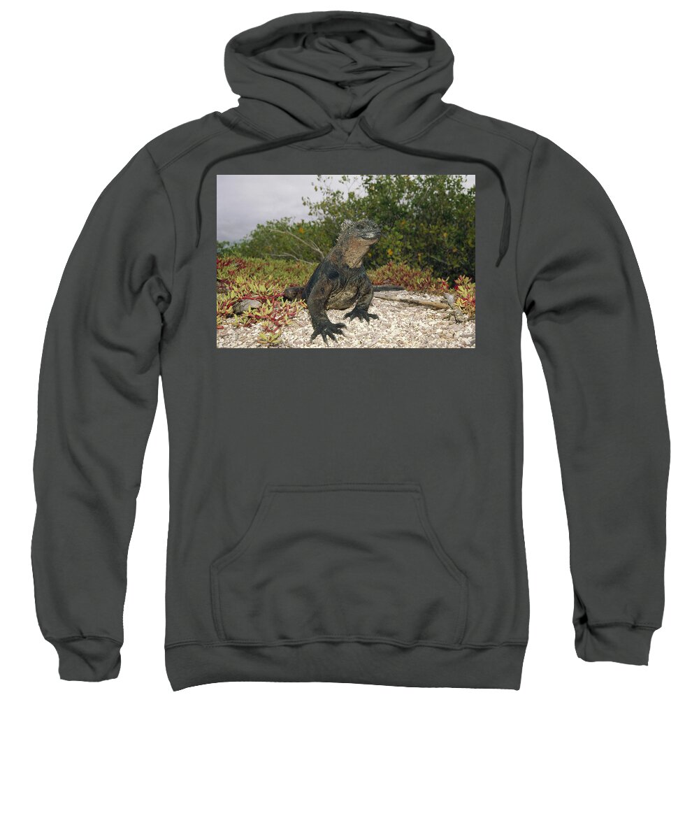 Feb0514 Sweatshirt featuring the photograph Marine Iguana Male Academy Bay by Tui De Roy
