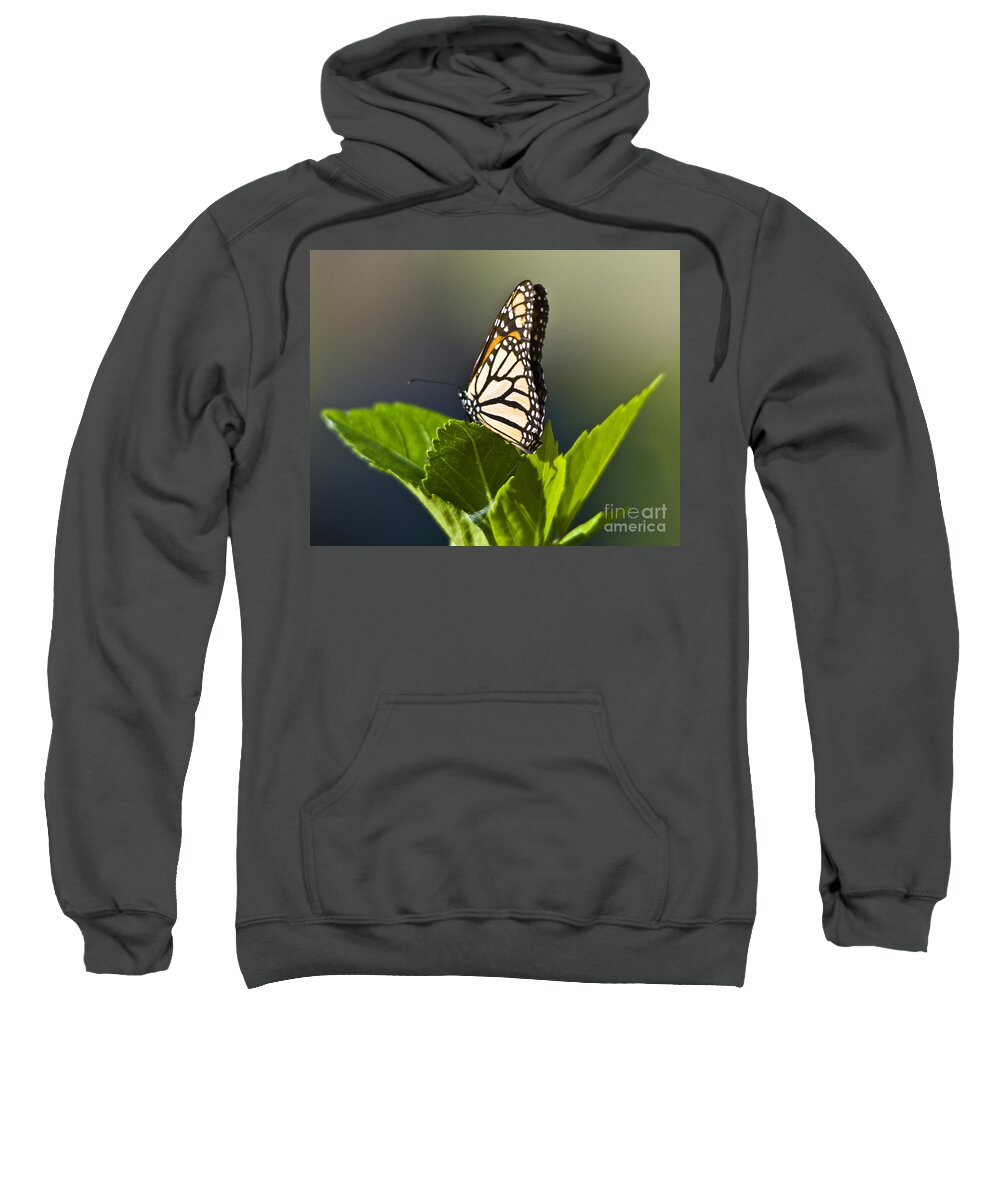 Monark Butterfly Sweatshirt featuring the photograph Monark Butterfly No. 2 by John Greco