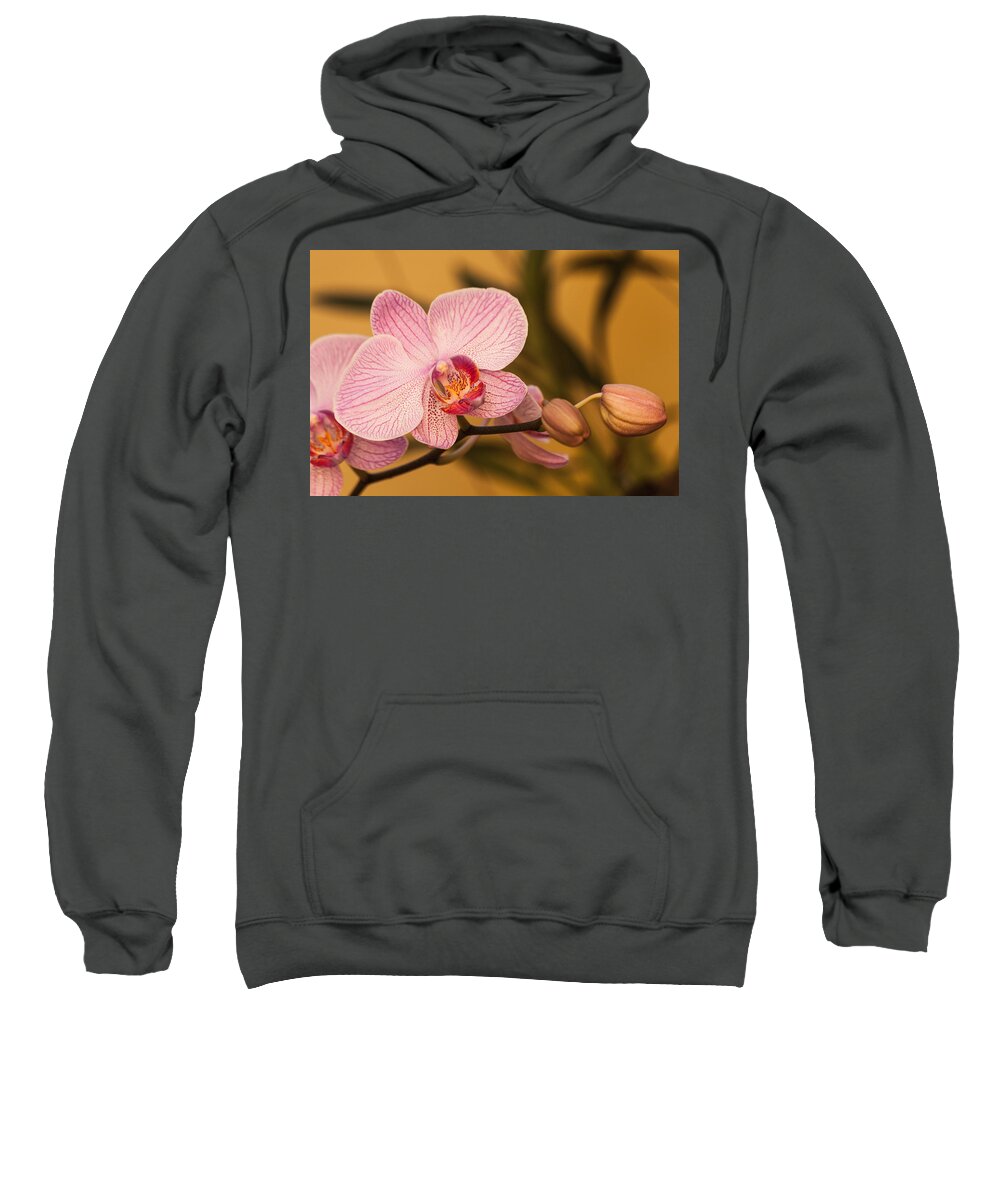 Blossom Sweatshirt featuring the photograph Moth Orchid by Ed Gleichman