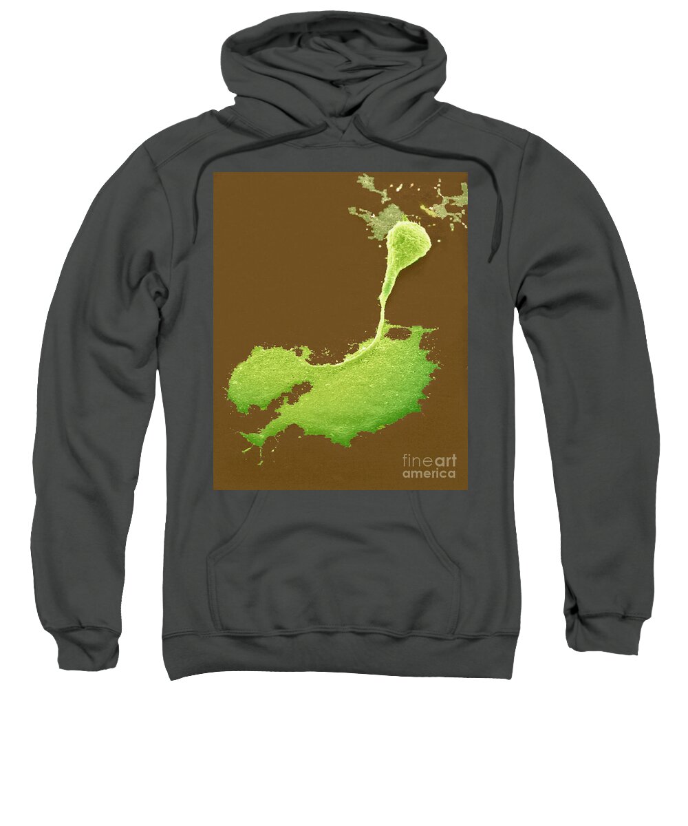 Science Sweatshirt featuring the photograph Nerve Cell With Axon And Growth Cone by Science Source