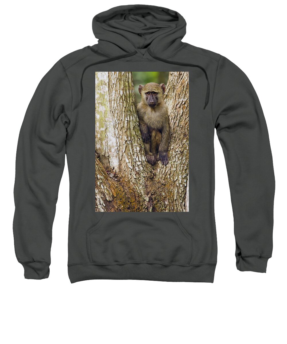 Sebastian Kennerknecht Sweatshirt featuring the photograph Olive Baboon Juvenile Kibale Np Uganda by Sebastian Kennerknecht