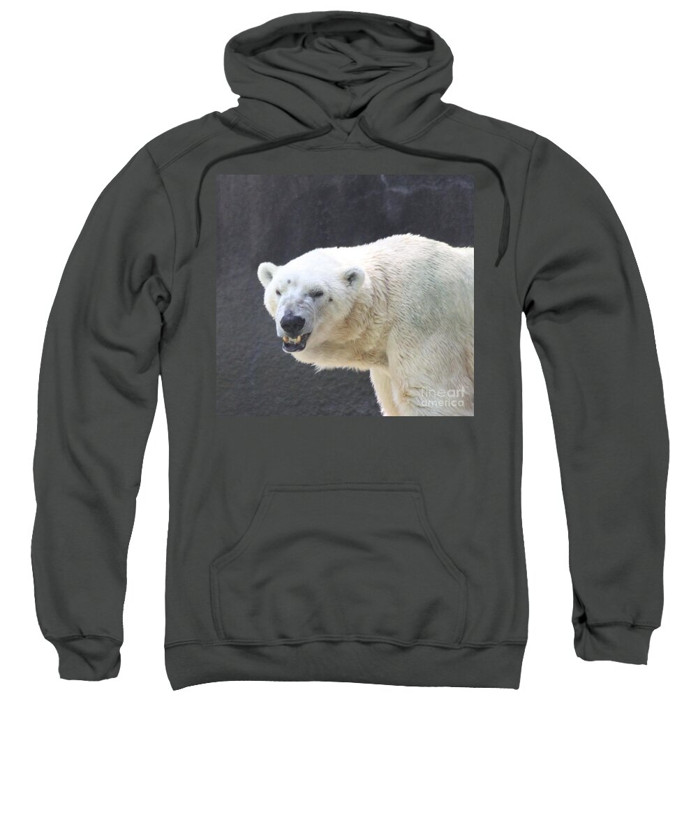One Angry Polar Bear Sweatshirt featuring the photograph One Angry Polar Bear by John Telfer