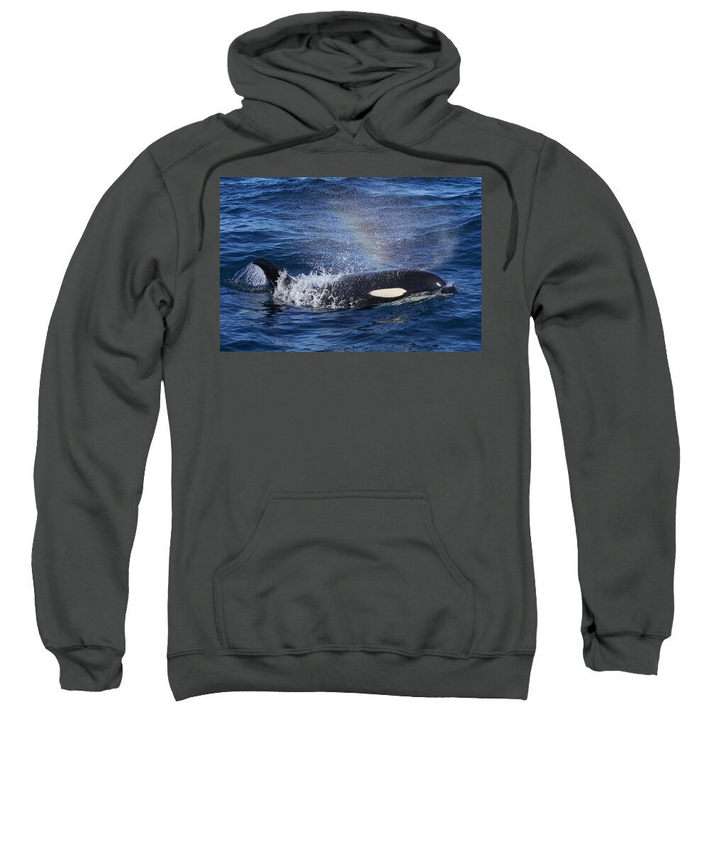 Hiroya Minakuchi Sweatshirt featuring the photograph Orca Surfacing Hokkaido Japan by Hiroya Minakuchi