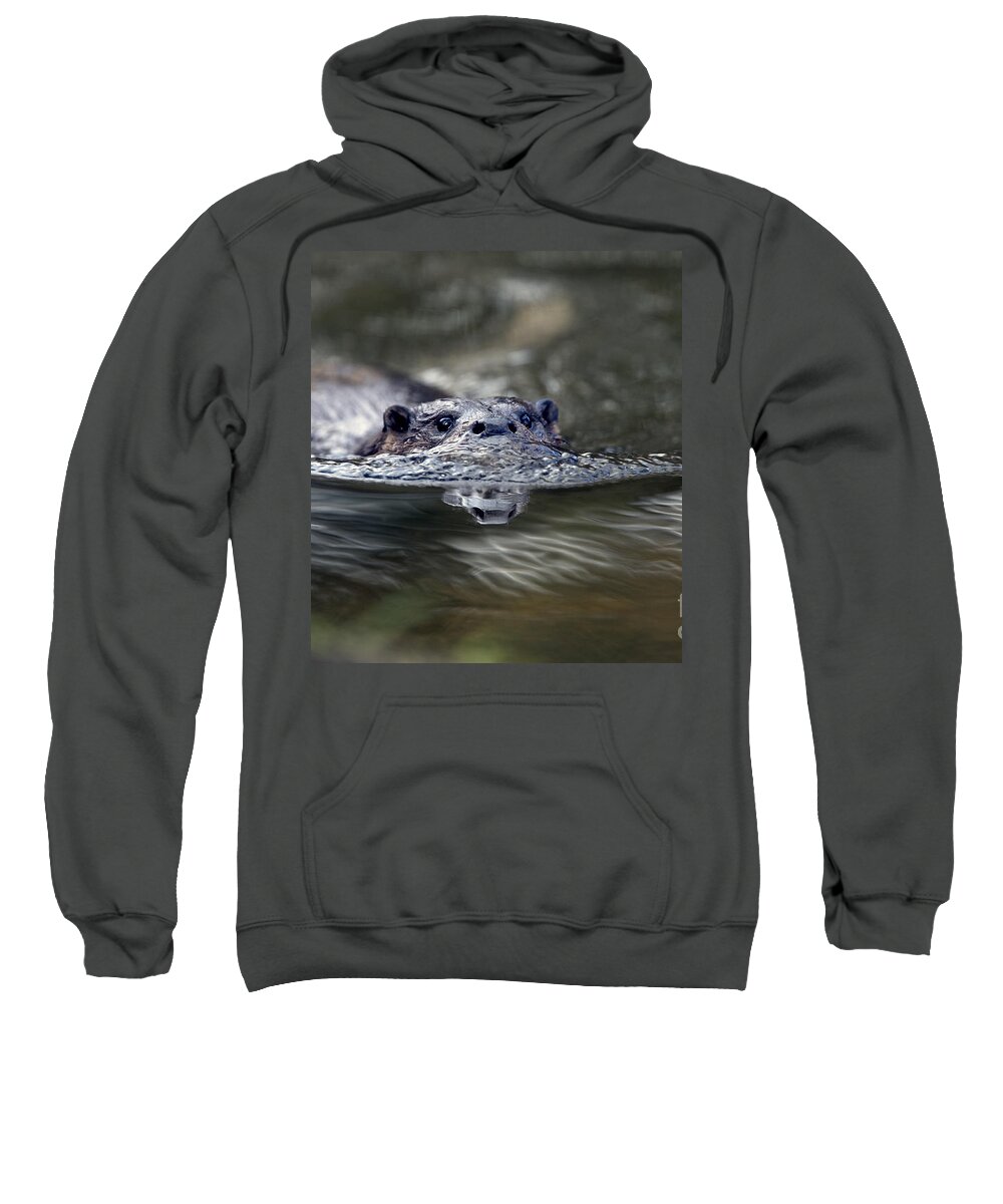 Photo Sweatshirt featuring the photograph Otter swimming, Norfolk. by Tony Mills
