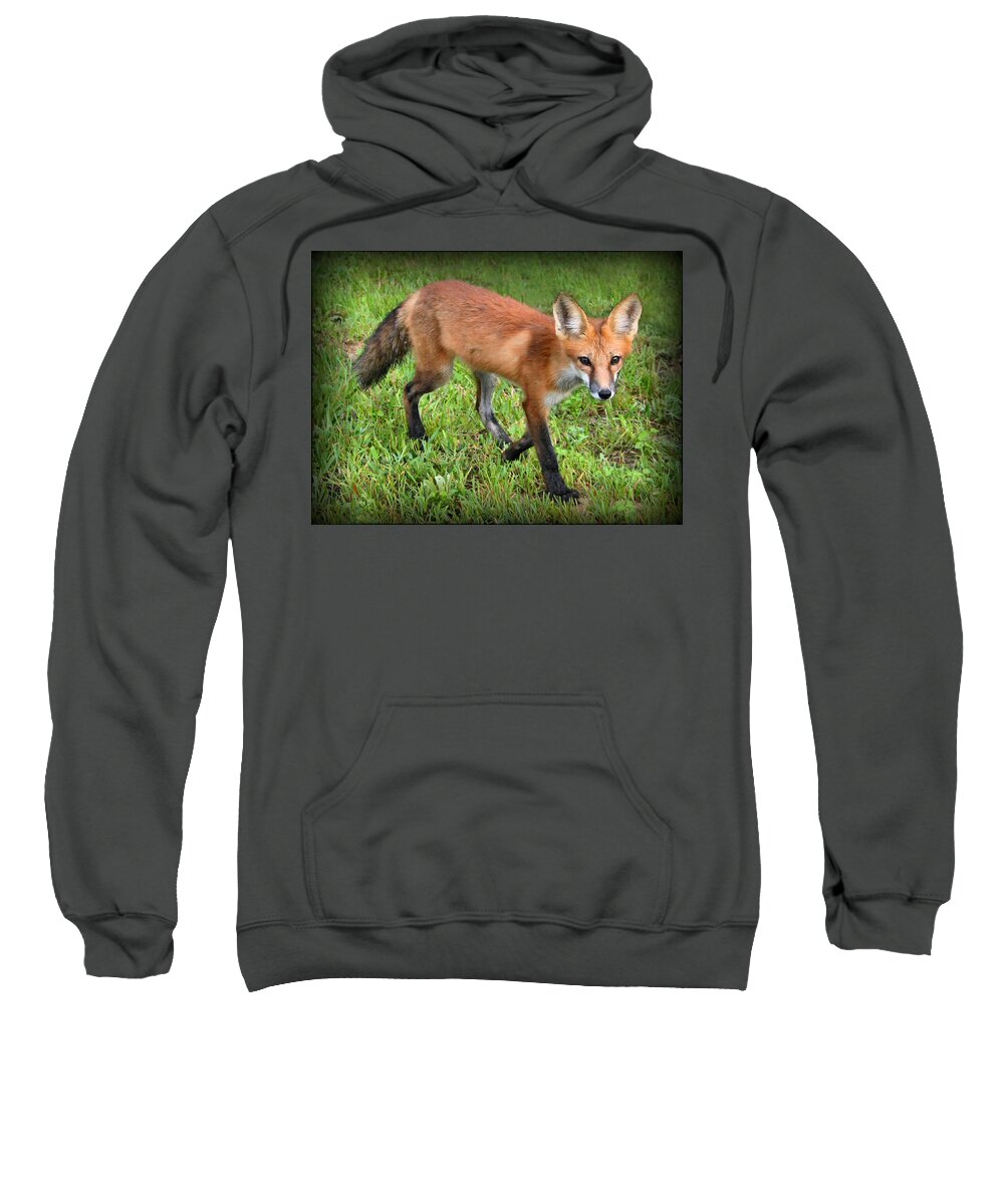 Fox Sweatshirt featuring the photograph Out for a Walk by Kristin Elmquist