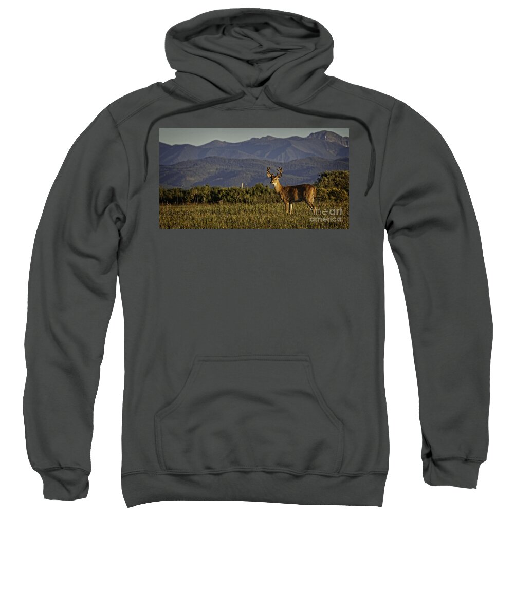Whitetail Deer Sweatshirt featuring the photograph Out West by Jan Killian