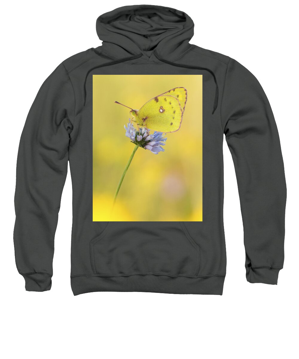 Nis Sweatshirt featuring the photograph Pale Clouded Yellow Butterfly On Flower by Arik Siegel