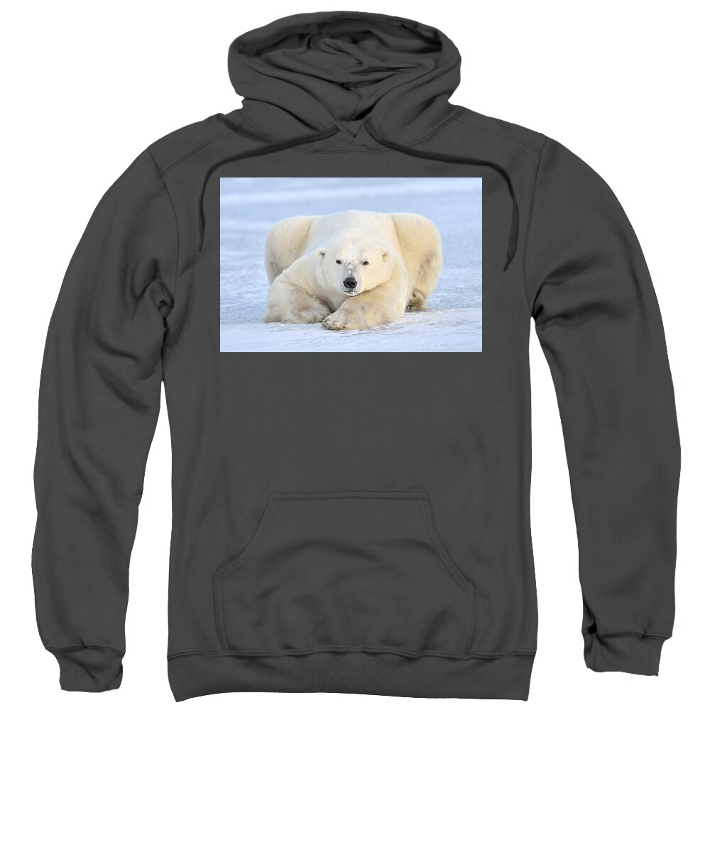 Nis Sweatshirt featuring the photograph Polar Bear On Pack Ice Churchill by Andre Gilden