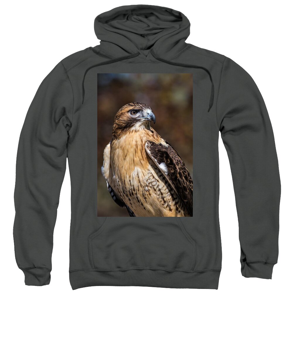 Red Tailed Hawk Sweatshirt featuring the photograph Portrait Of A Red Tailed Hawk by Dale Kincaid