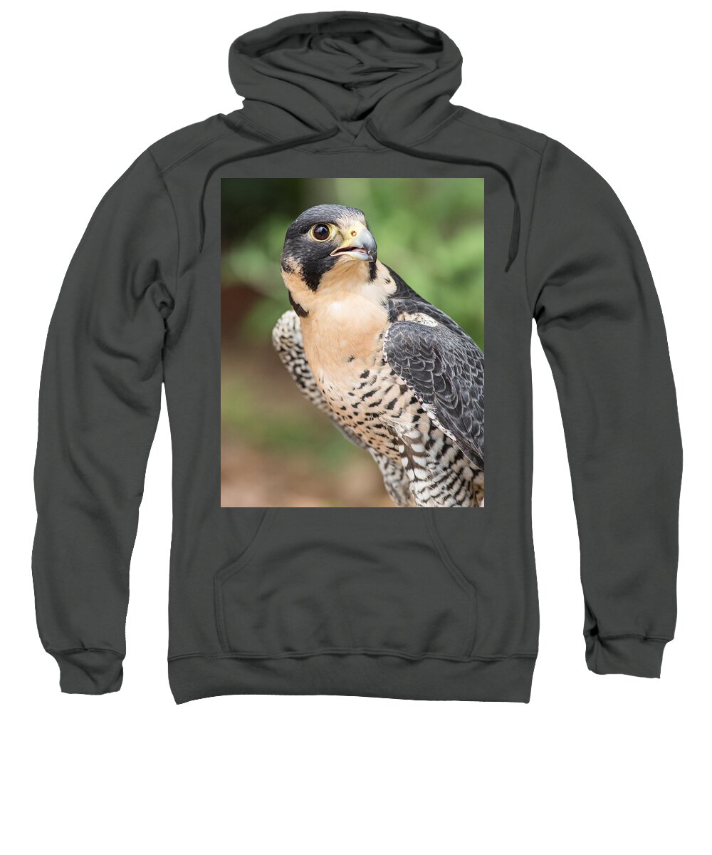 Falcon Sweatshirt featuring the photograph Predator by Dale Kincaid