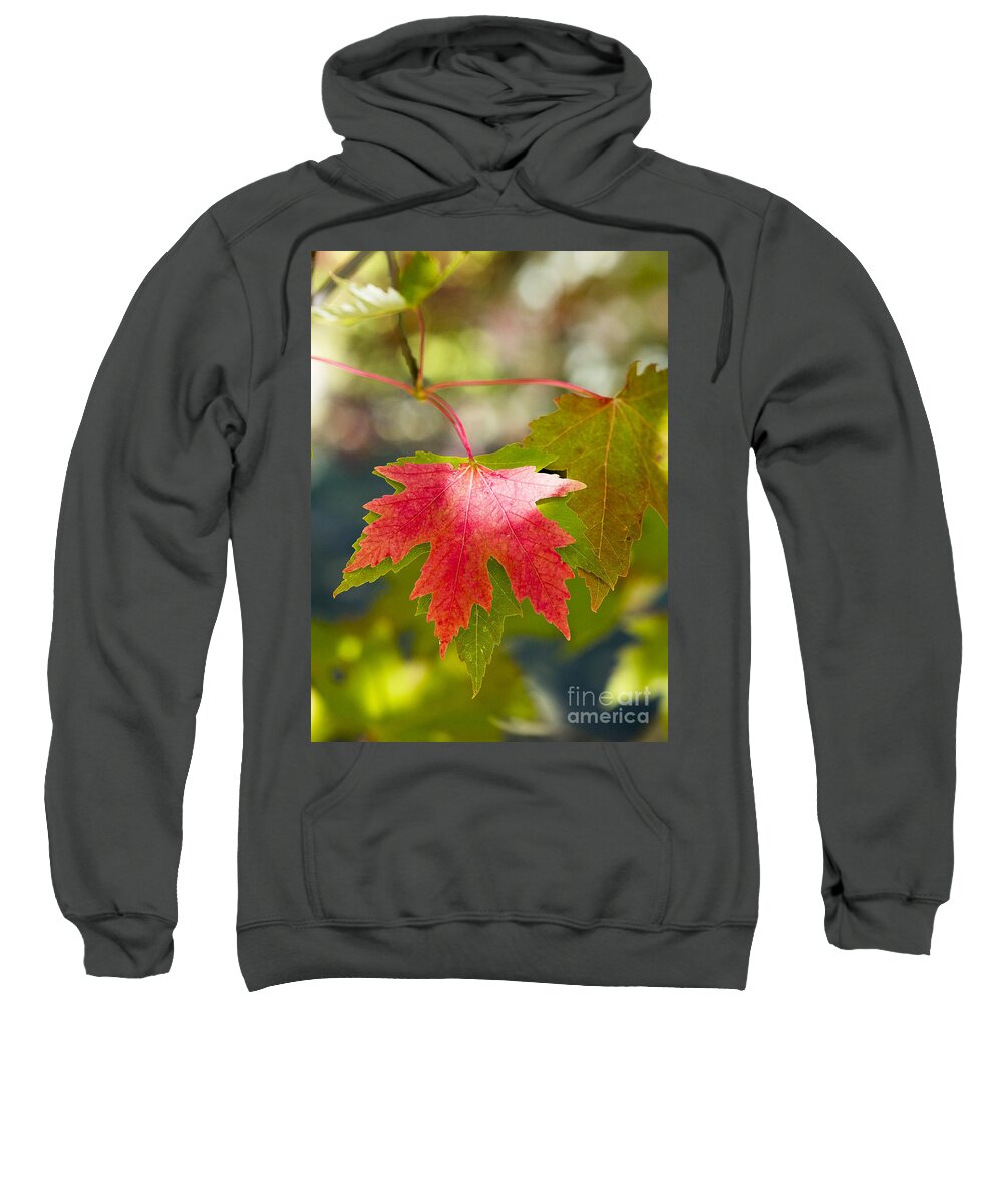 Arboretum Sweatshirt featuring the photograph Red And Green by Steven Ralser