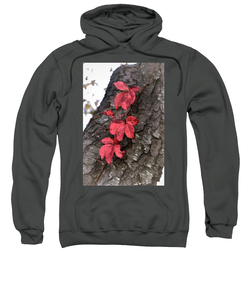 Leaves Sweatshirt featuring the photograph Red Leaves on Bark by Phyllis Meinke