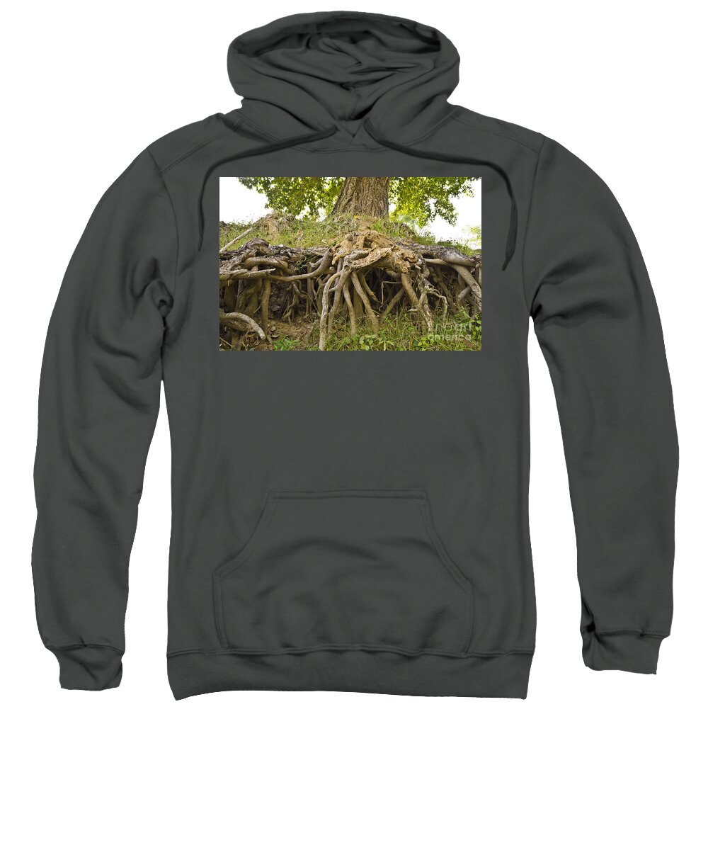Ficus Religiosa Sweatshirt featuring the photograph Root system of ficus tree by Geet Anjali