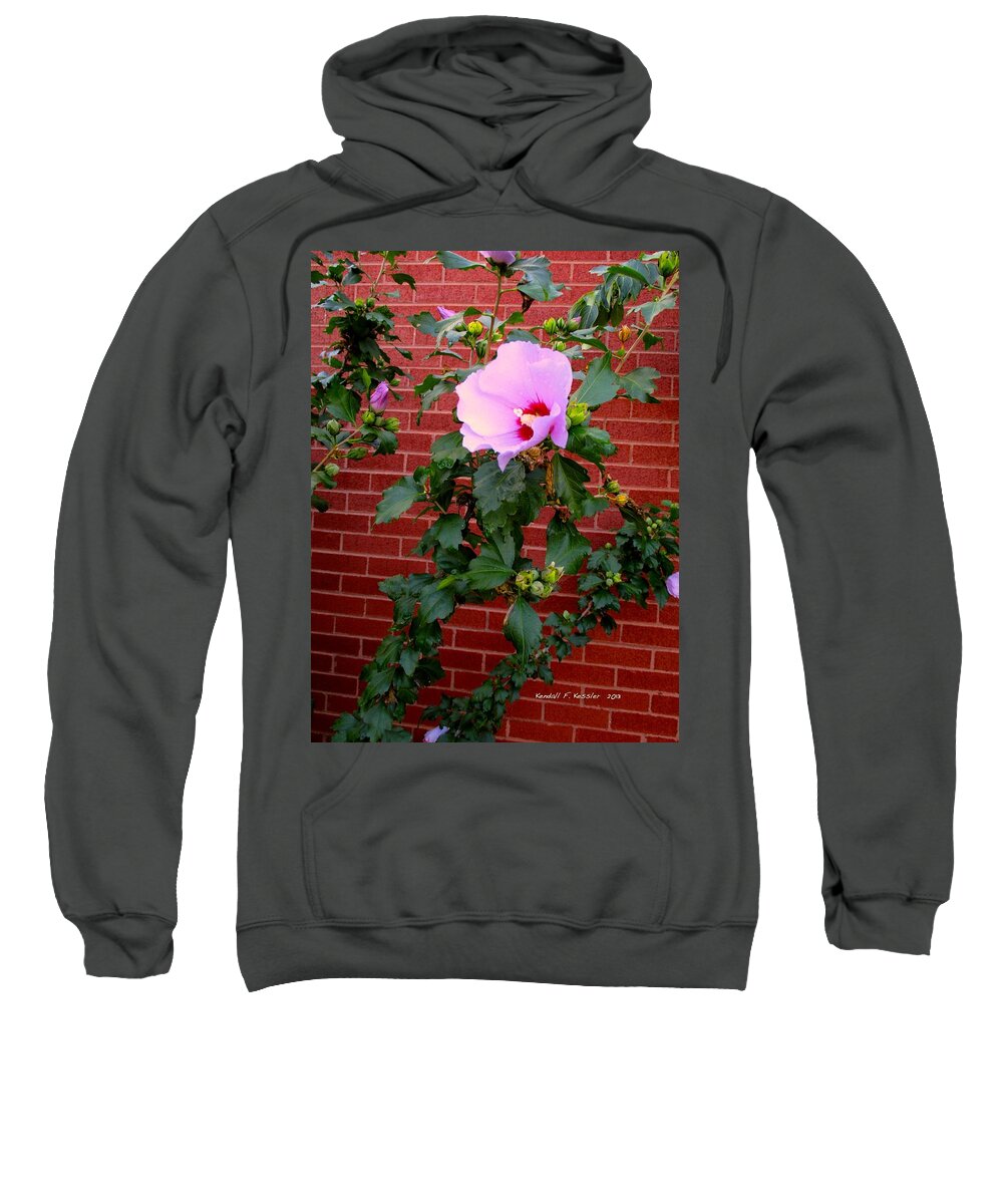 Pink Rose Of Sharon Flowers Sweatshirt featuring the photograph Rose of Sharon by Kendall Kessler