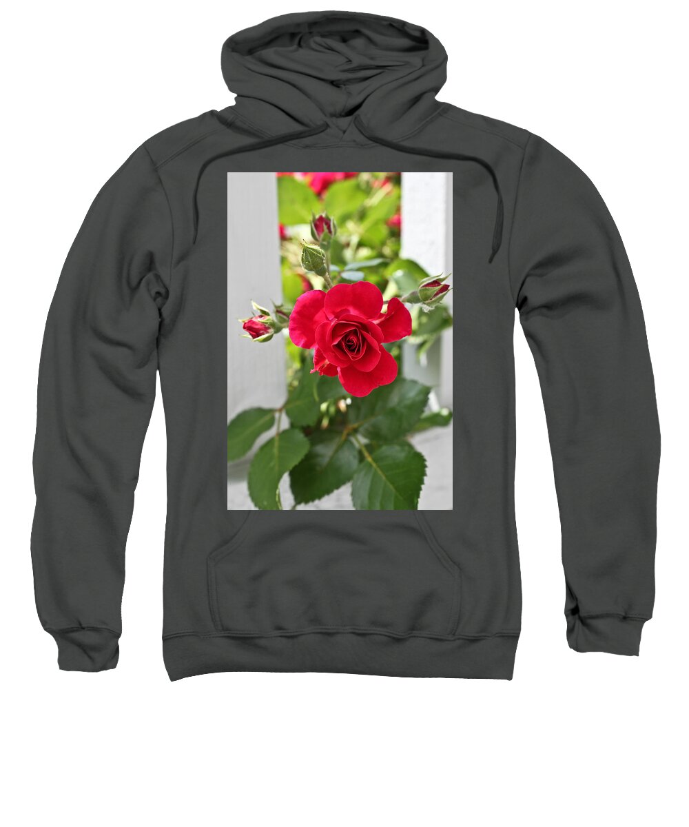 Red Rose Photographs Sweatshirt featuring the photograph Roses Are Red by Joann Copeland-Paul