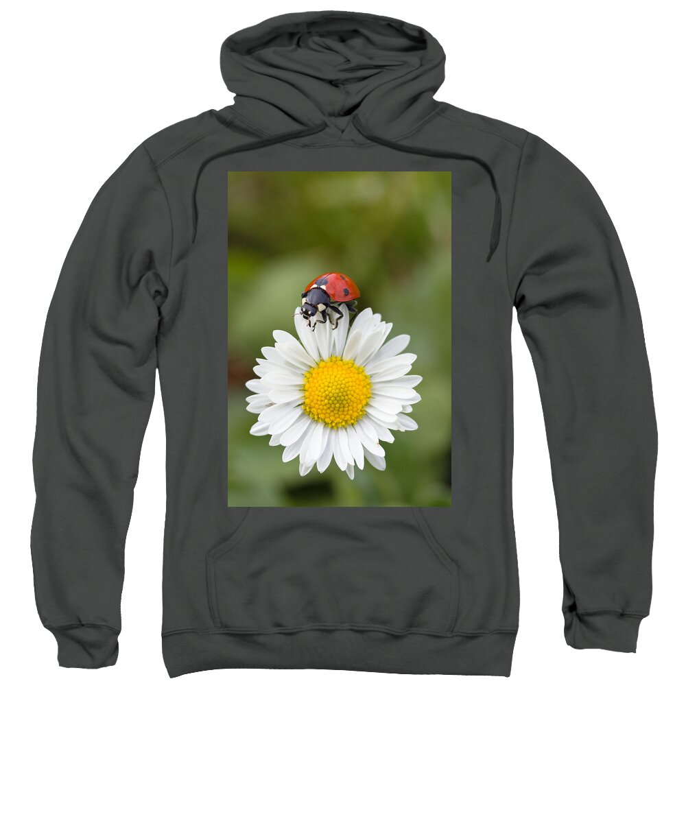 Feb0514 Sweatshirt featuring the photograph Seven-spotted Ladybird On Common Daisy by Konrad Wothe