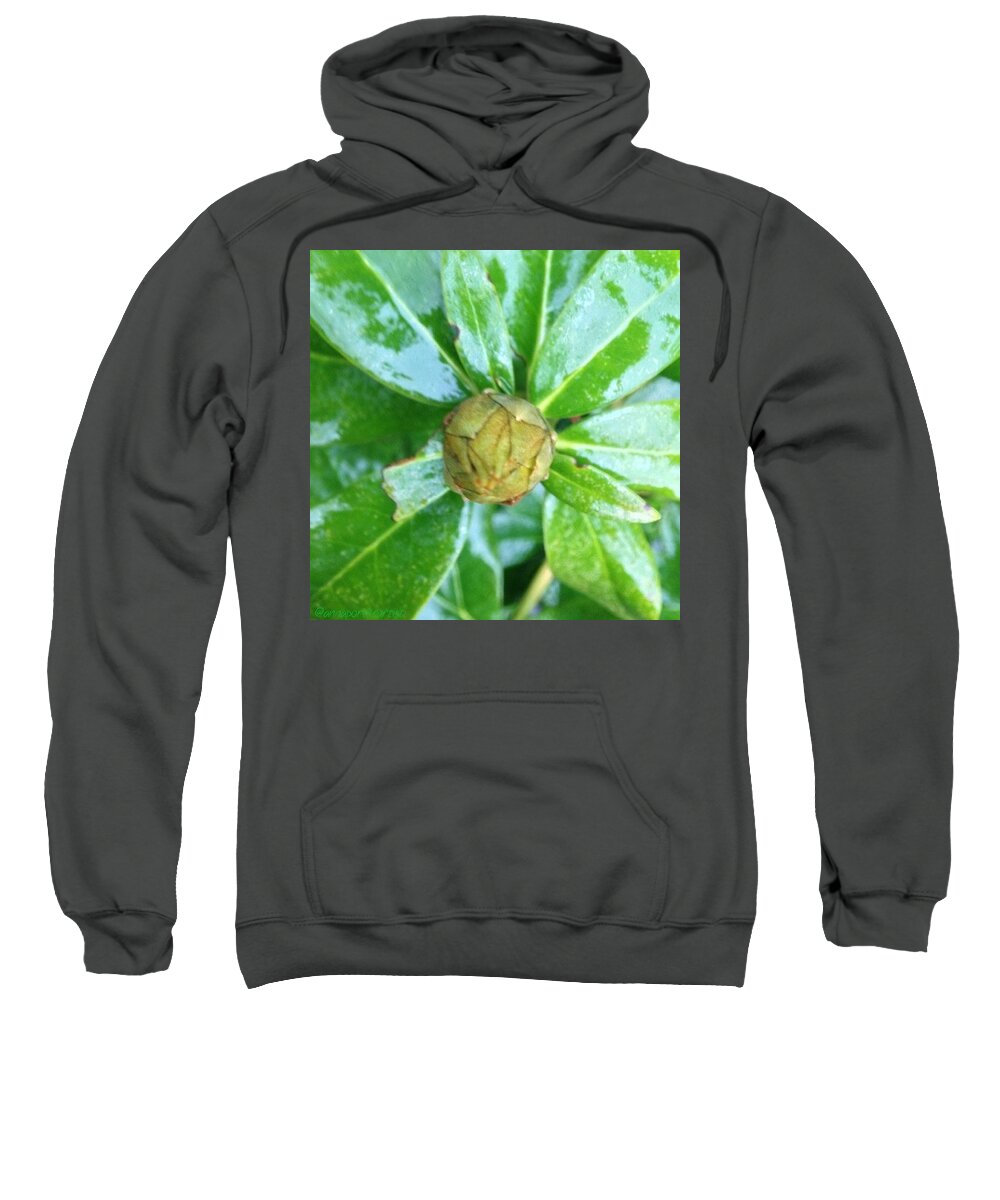 Nothingisordinary_ Sweatshirt featuring the photograph Slippery, Green And Wet! Rhododendron by Anna Porter