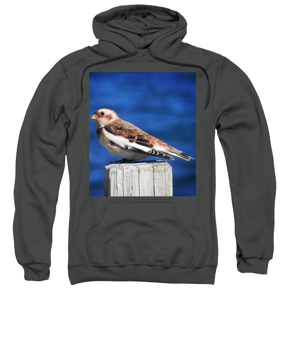 Snow Bunting Sweatshirt featuring the photograph Snow Bunting by Zinvolle Art