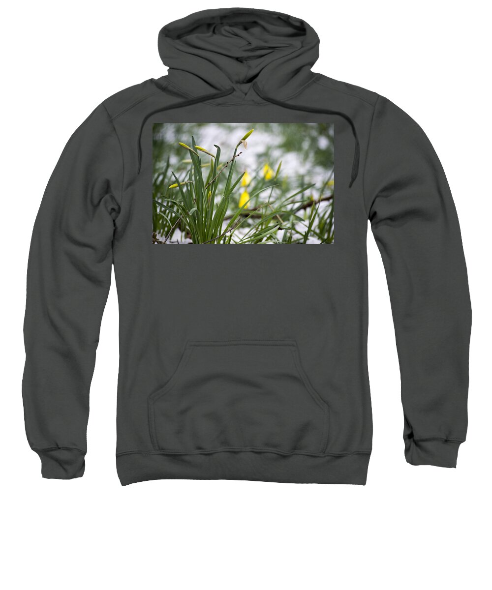 Daffodils Sweatshirt featuring the photograph Snowy Daffodils by Spikey Mouse Photography