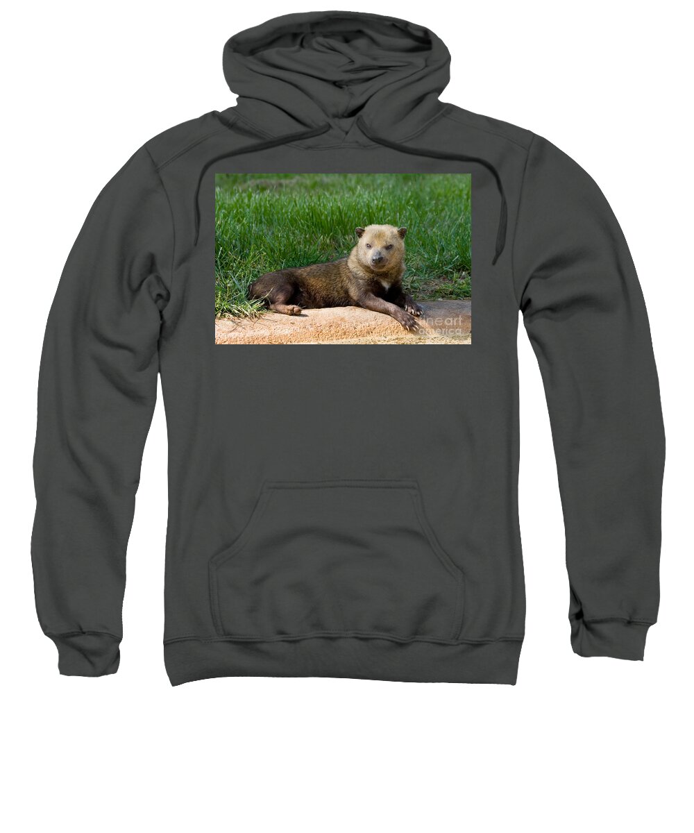Animal Sweatshirt featuring the photograph South American Bush Dog by Gregory G. Dimijian