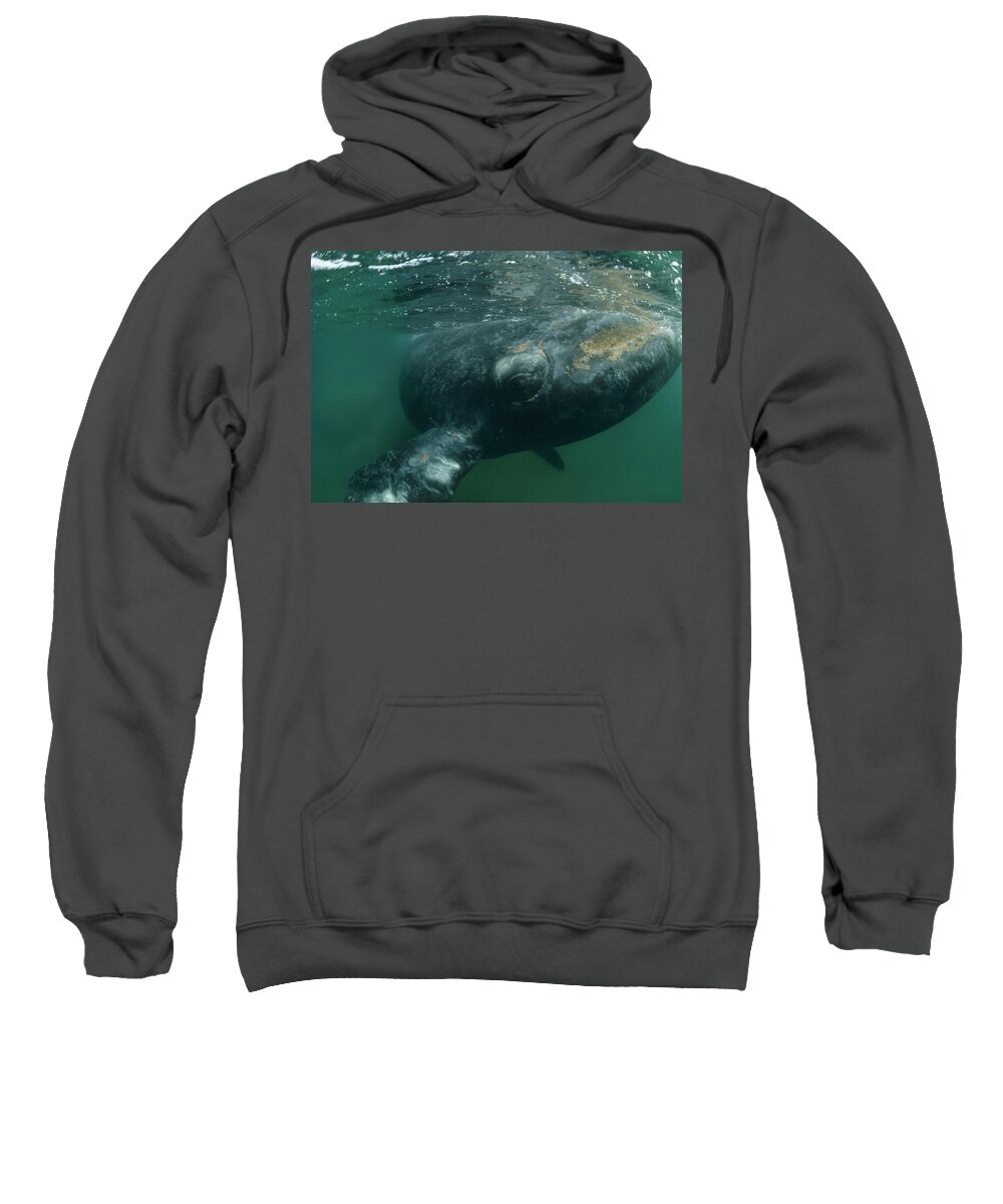 Feb0514 Sweatshirt featuring the photograph Southern Right Whale Close Up Argentina by Flip Nicklin