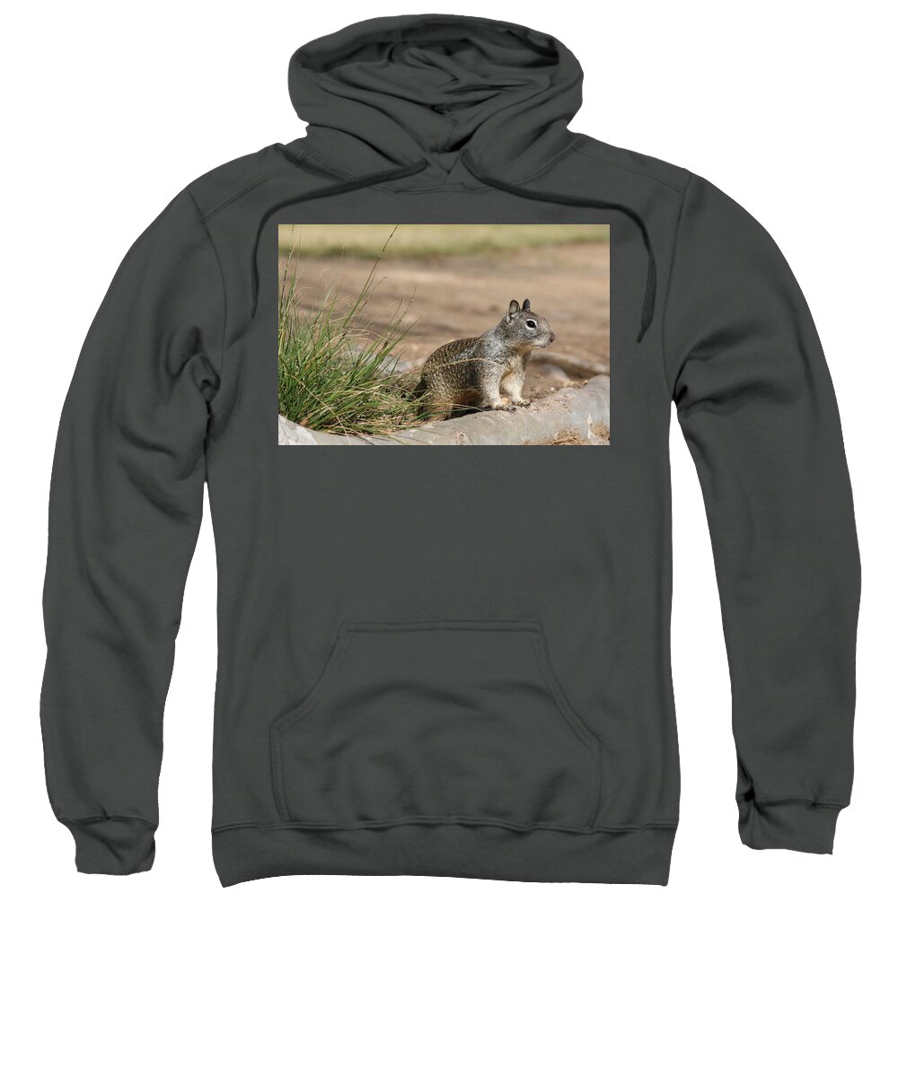 Squirrel Sweatshirt featuring the photograph The Beggar by Christy Pooschke