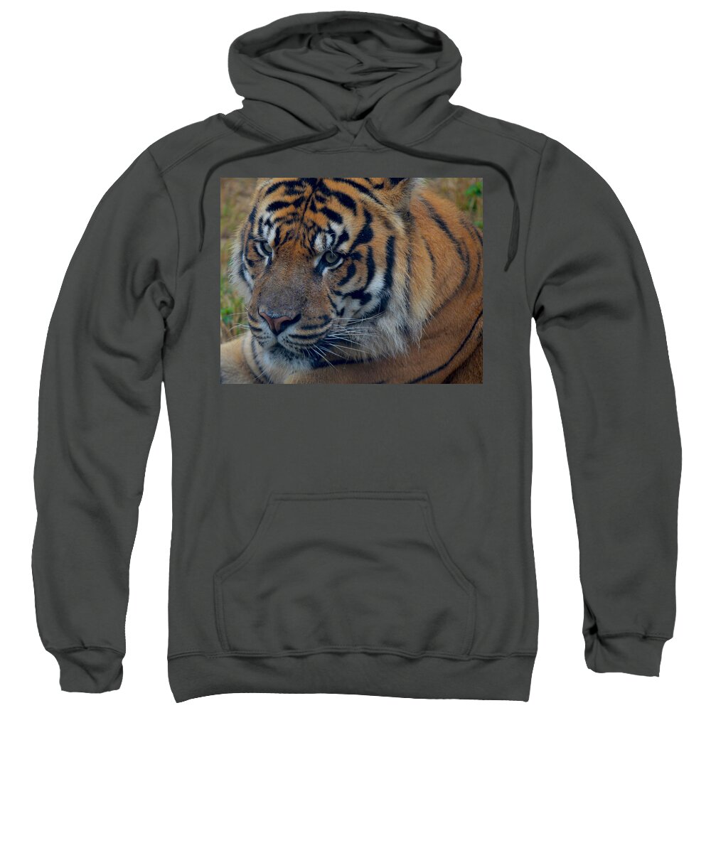 Tiger Sweatshirt featuring the photograph Stare Through by Maggy Marsh