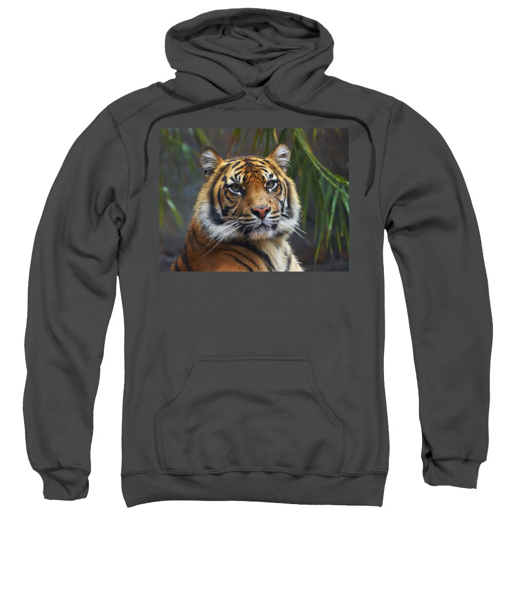 Martin Willis Sweatshirt featuring the photograph Sumatran Tiger by Martin Willis